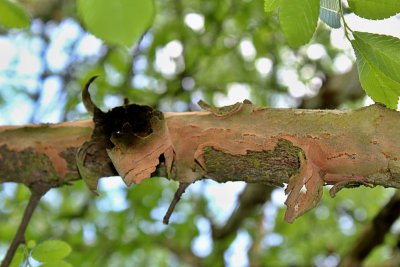 Planera aqatica - planera bažinná - jarní větévka s odlupčivou kůrou